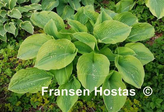 Hosta Ocean Isle